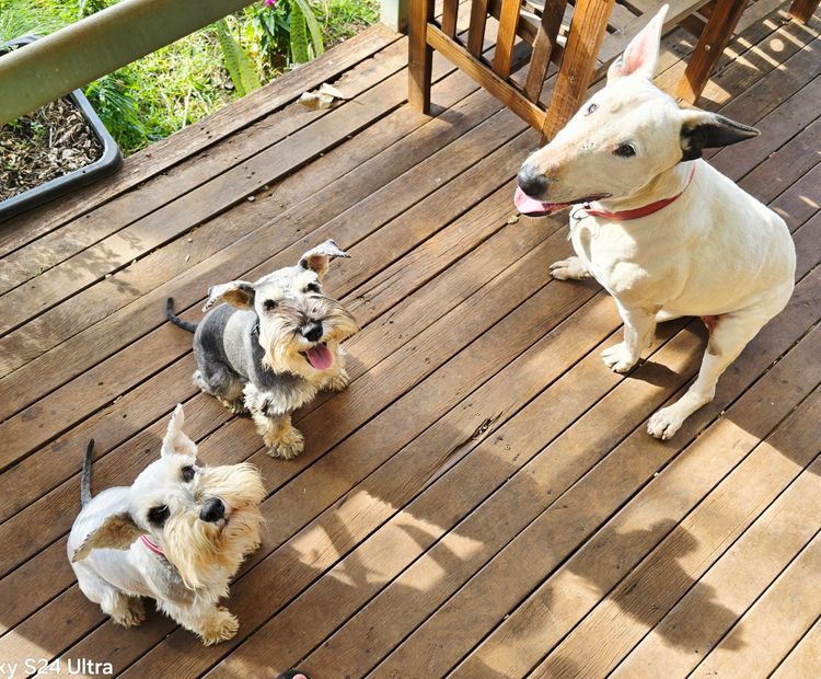 Murkaizen Miniature Schnauzers