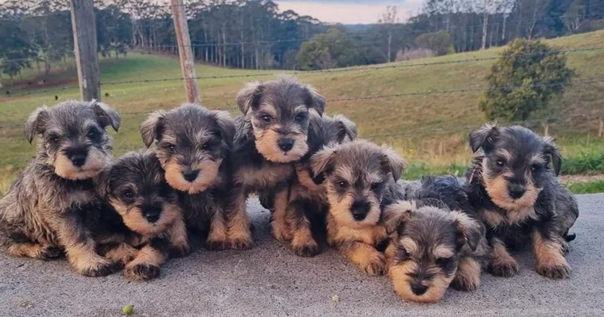 Murkaizen Miniature Schnauzers, responsible breeder in New South Wales ...