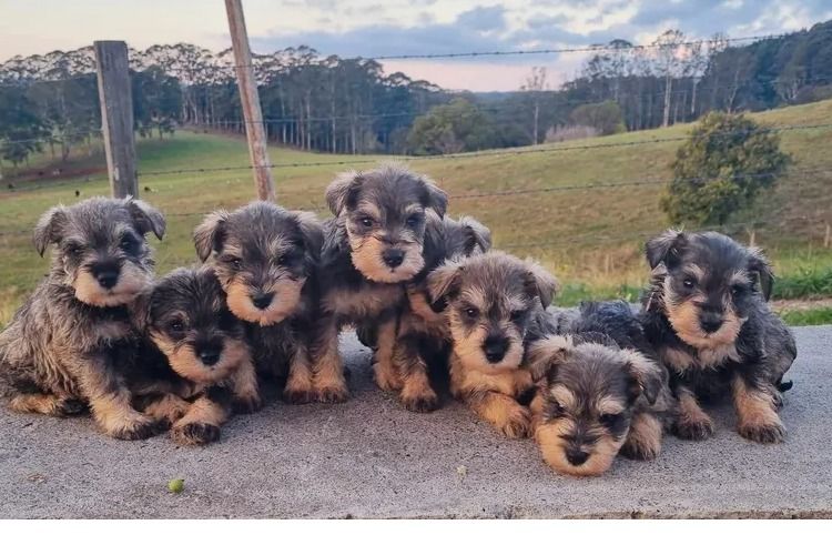 Murkaizen Miniature Schnauzers
