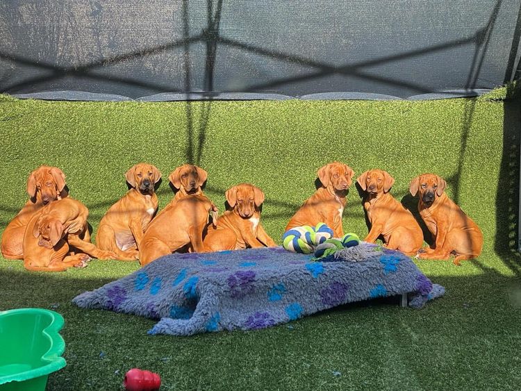 Nyahridge Rhodesian Ridgebacks