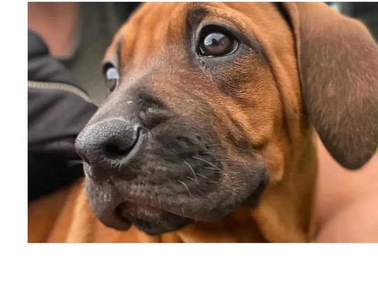 Nyahridge Rhodesian Ridgebacks