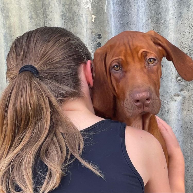 Nyahridge Rhodesian Ridgebacks