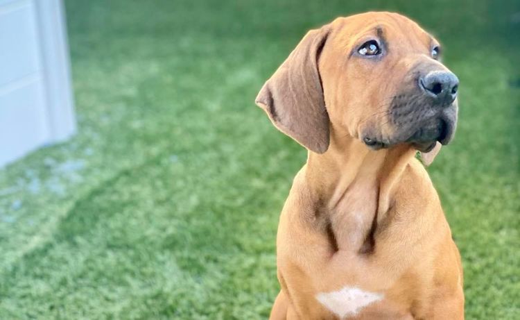 Nyahridge Rhodesian Ridgebacks