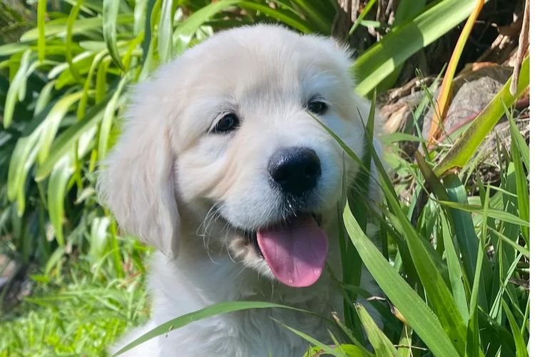 Okuri ANKC Pedigree Golden Retrievers