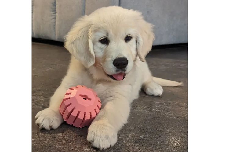 Okuri ANKC Pedigree Golden Retrievers