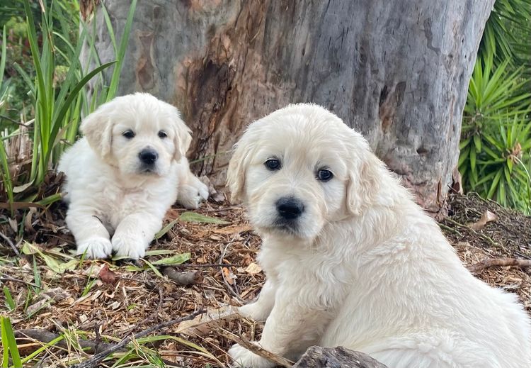 Okuri ANKC Pedigree Golden Retrievers