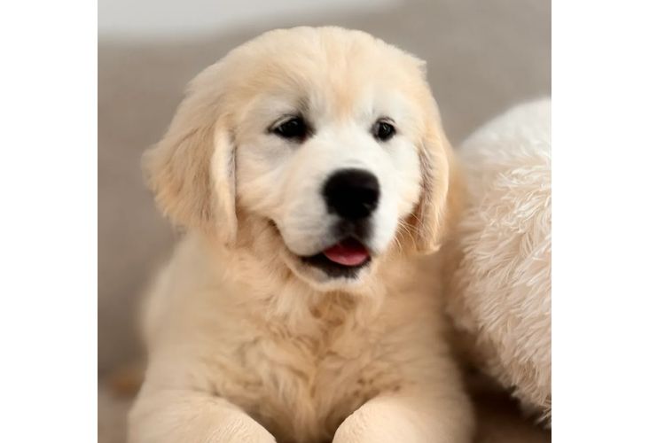 Okuri ANKC Pedigree Golden Retrievers