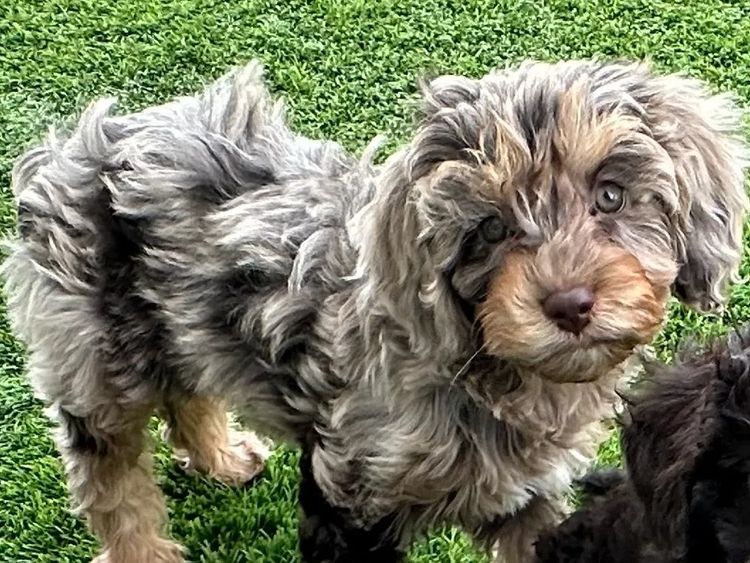 Gables and Co Cavoodles