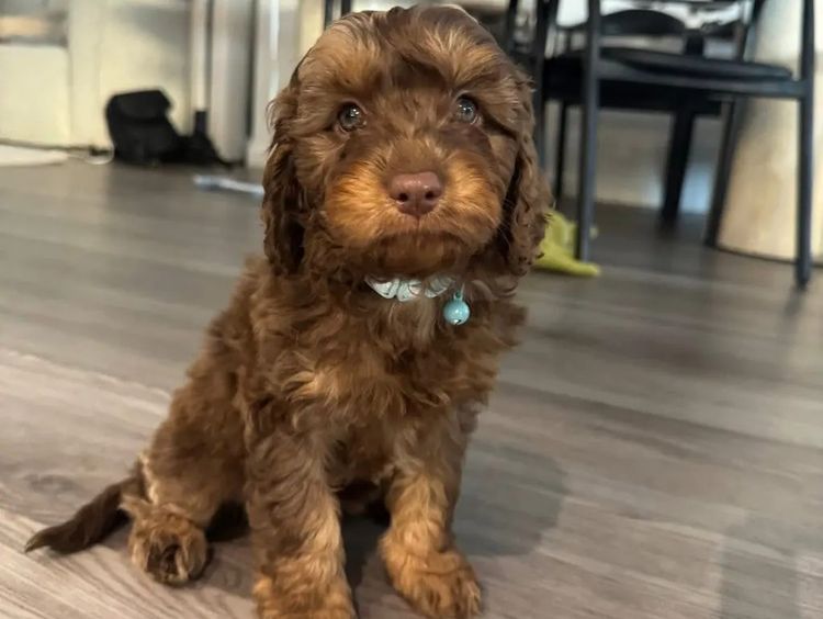 Gables and Co Cavoodles
