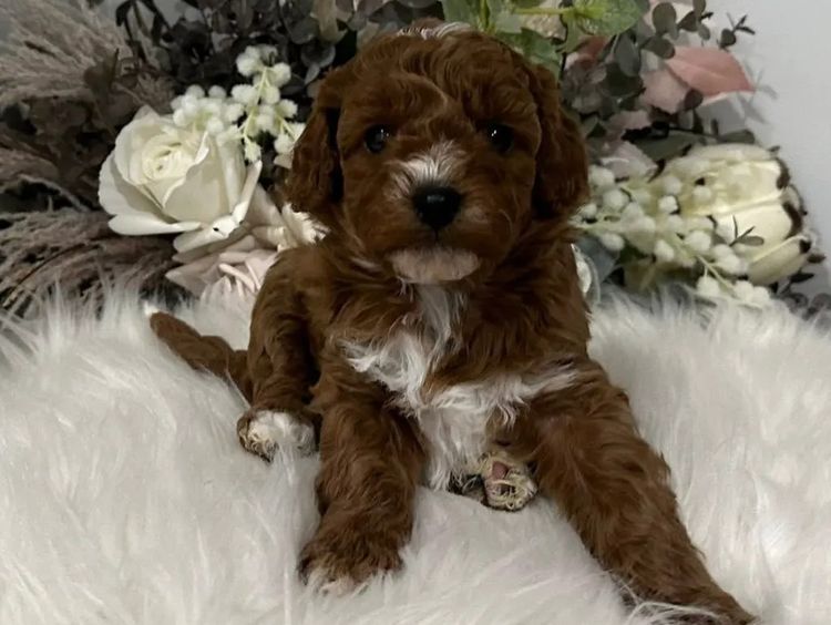 Gables and Co Cavoodles