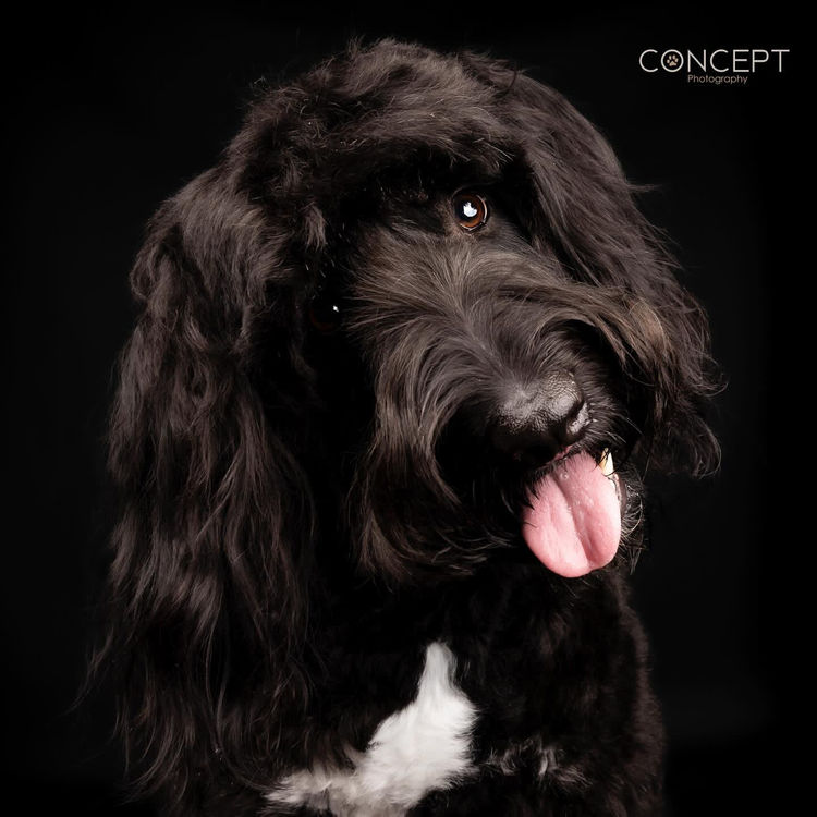 Bordoodles QLD