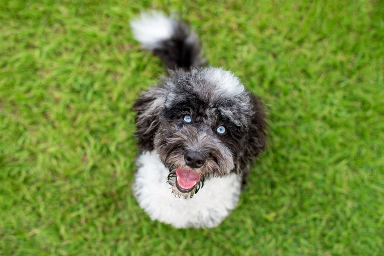 Bordoodles QLD