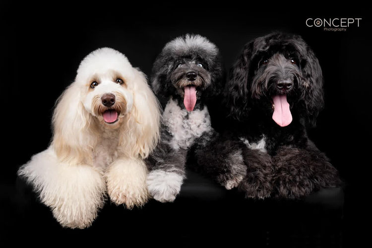 Bordoodles QLD