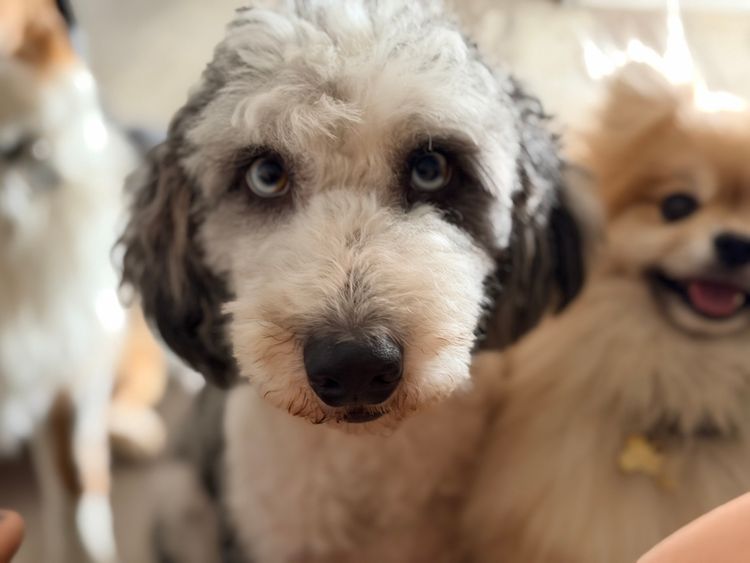 Bordoodles QLD