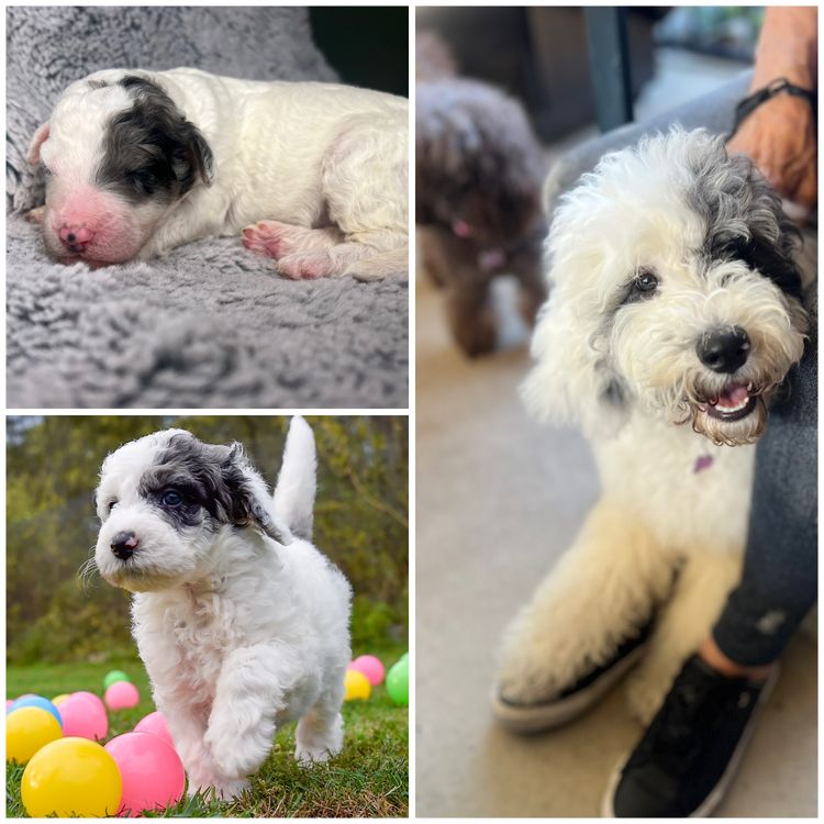 Bordoodles QLD