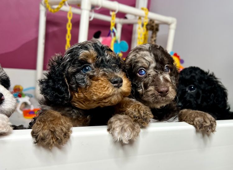Bordoodles QLD
