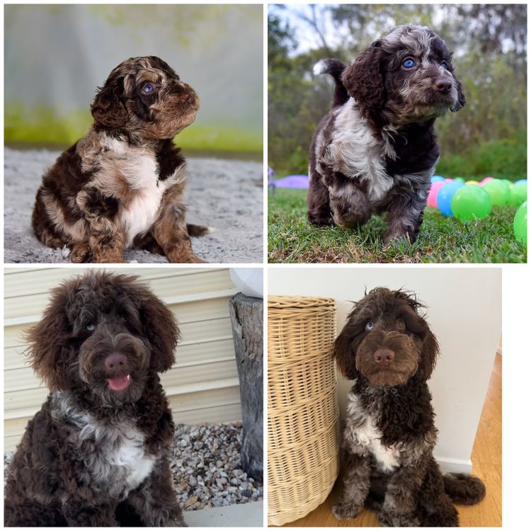 Bordoodles QLD