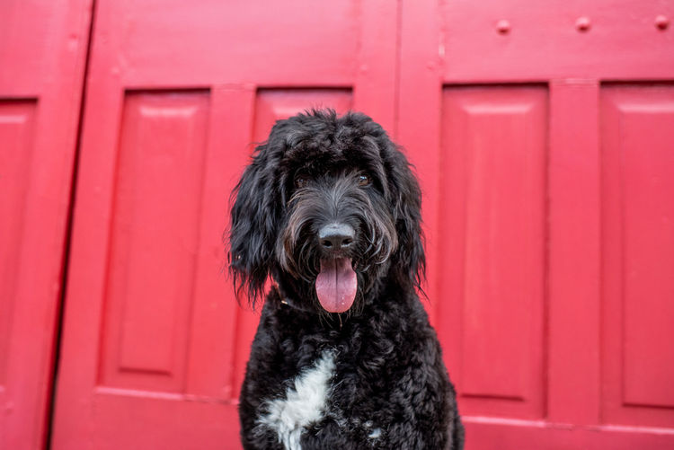 Bordoodles QLD