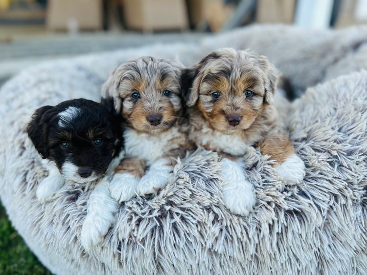 The Boujee Bordoodle