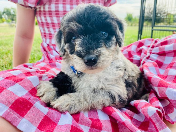 The Boujee Bordoodle