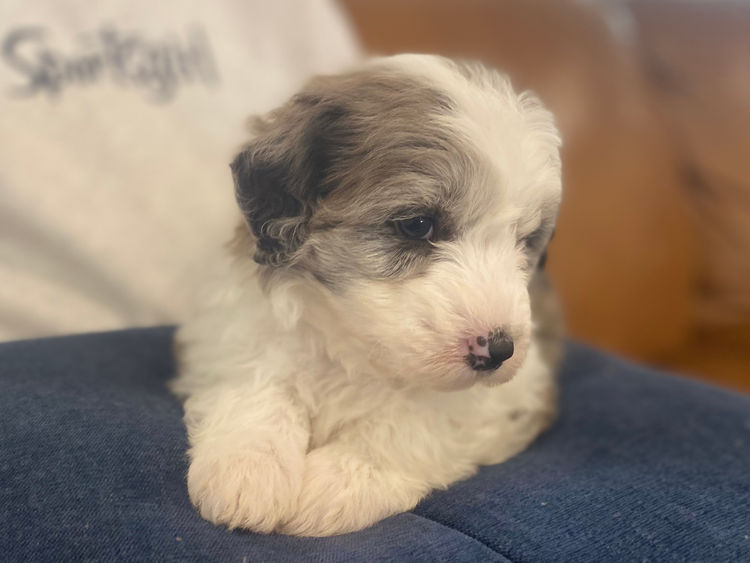 The Boujee Bordoodle