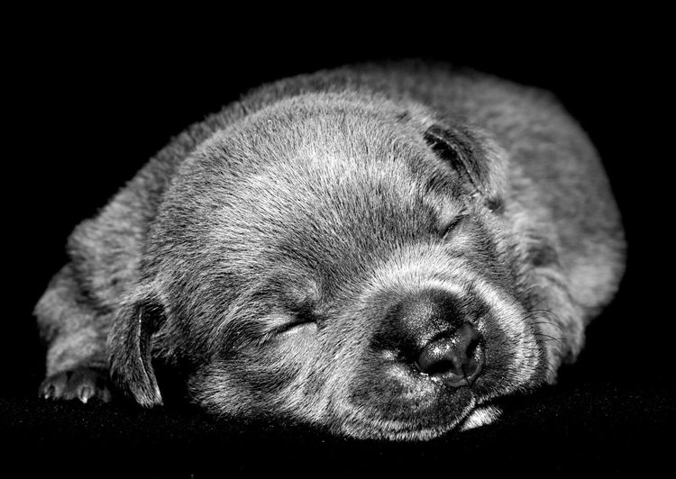 RiotAkt Staffordshire Bull Terriers
