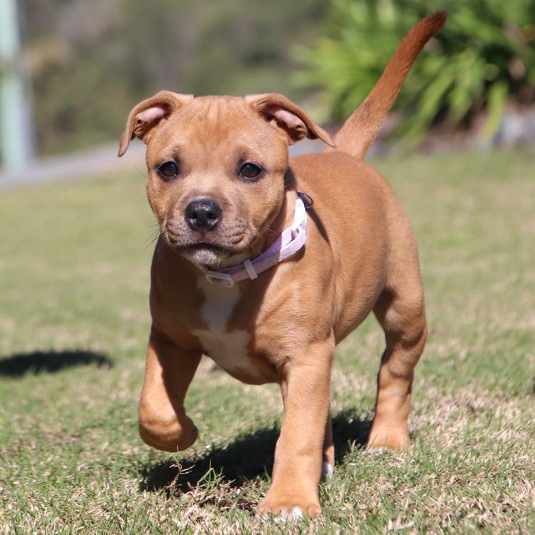 RiotAkt Staffordshire Bull Terriers