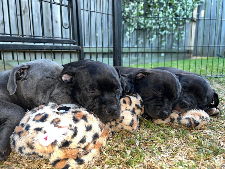 RiotAkt Staffordshire Bull Terriers