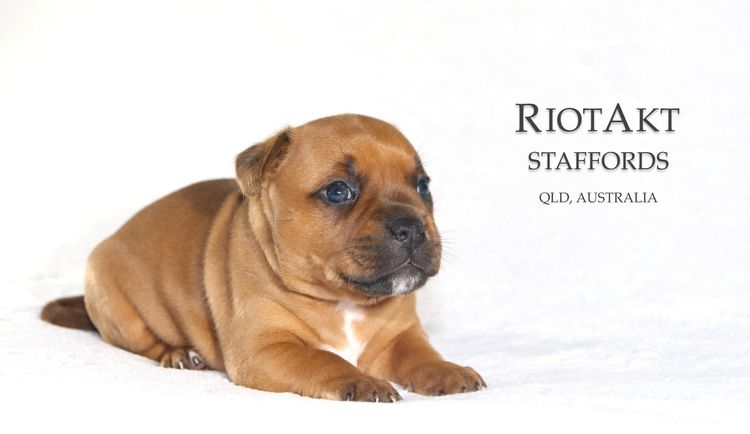 RiotAkt Staffordshire Bull Terriers