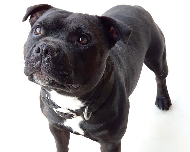 RiotAkt Staffordshire Bull Terriers