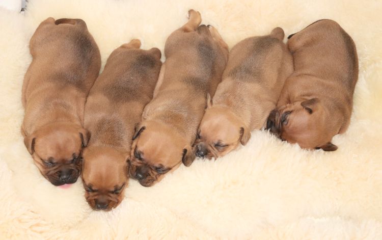 RiotAkt Staffordshire Bull Terriers