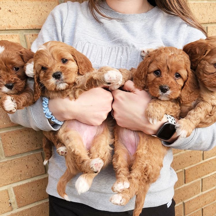 Poochie Cavoodles