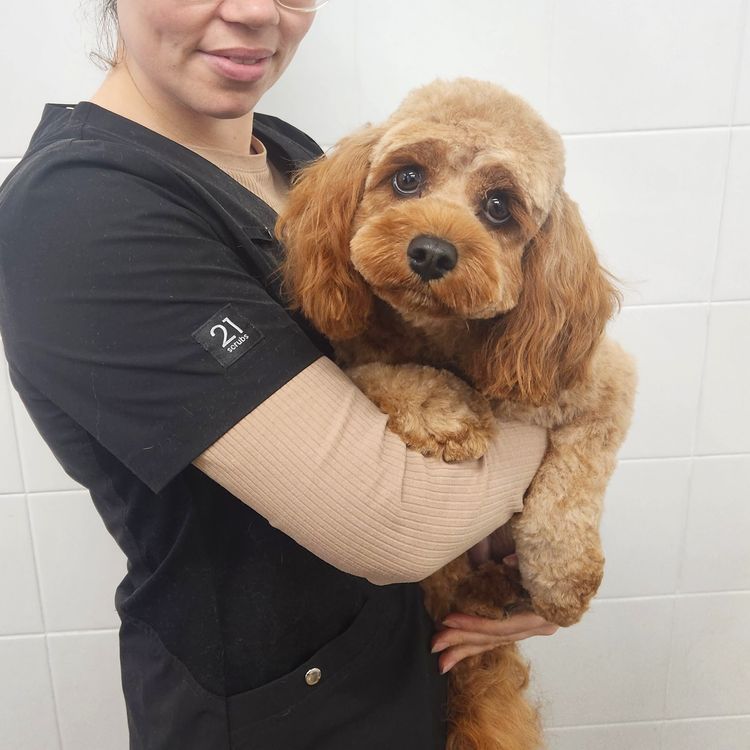 Poochie Cavoodles