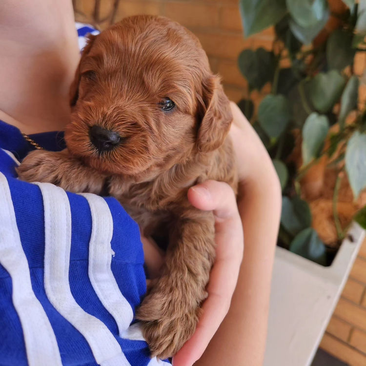 Poochie Cavoodles