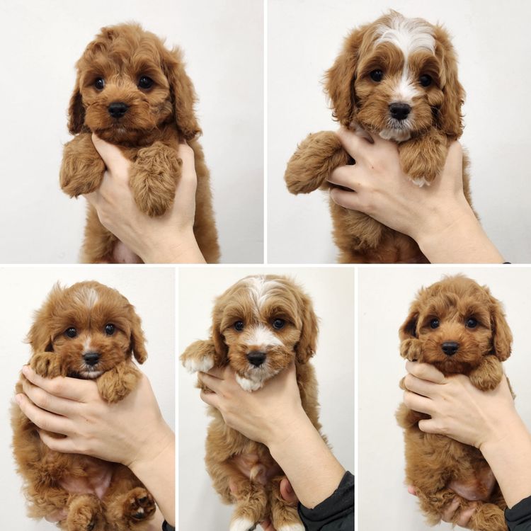 Poochie Cavoodles