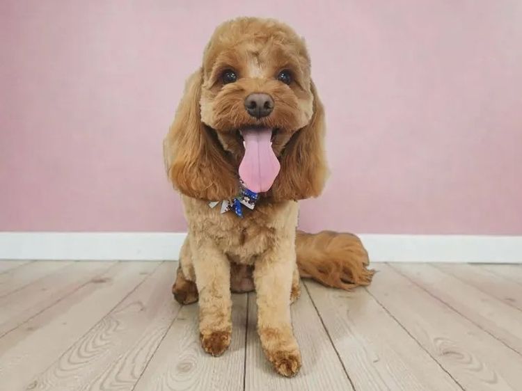 Poochie Cavoodles