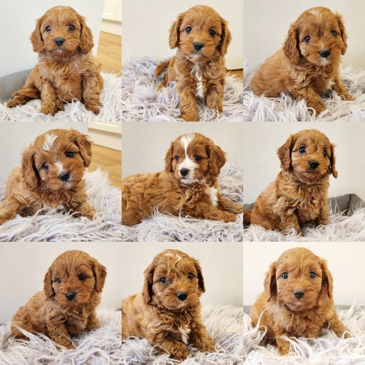 Poochie Cavoodles