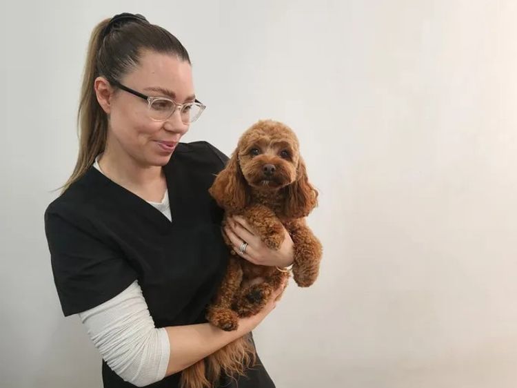 Poochie Cavoodles