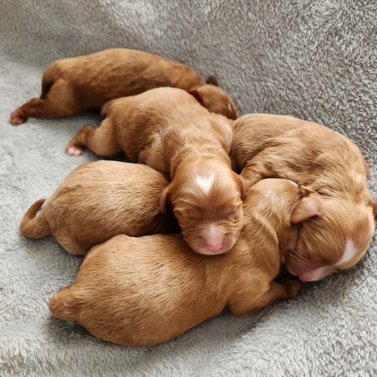 Poochie Cavoodles