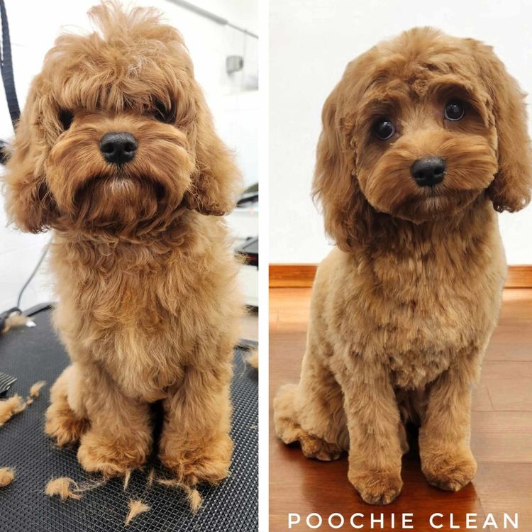 Poochie Cavoodles