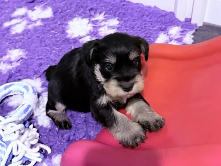 Pameddy Puppies Miniature Schnauzers