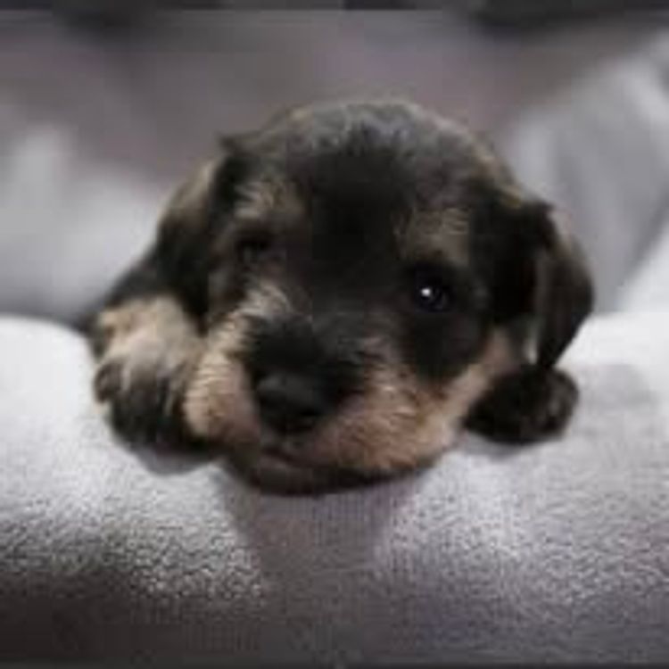 Pameddy Puppies Miniature Schnauzers