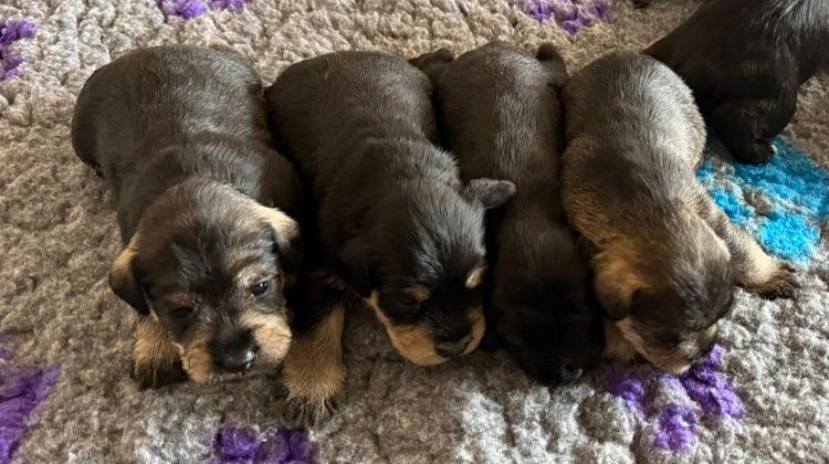 Pameddy Puppies Miniature Schnauzers