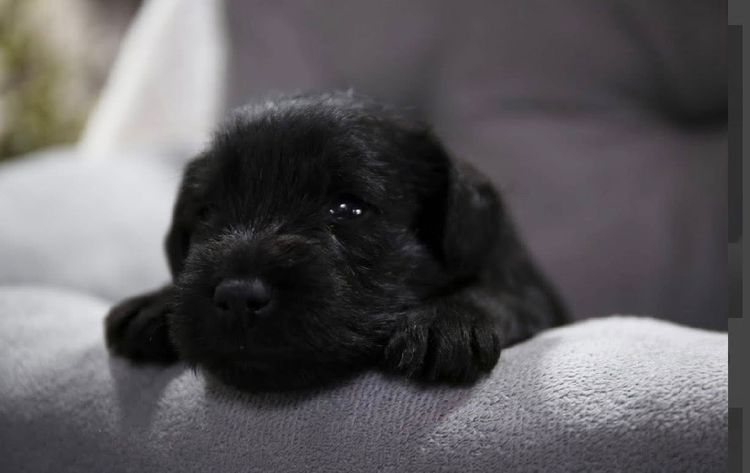 Pameddy Puppies Miniature Schnauzers