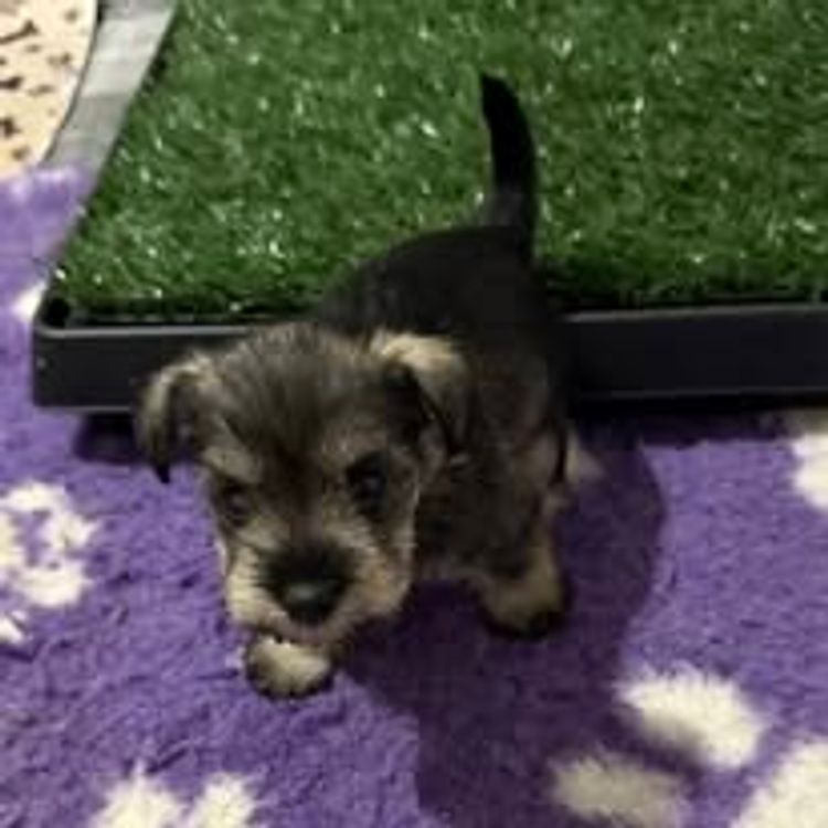 Pameddy Puppies Miniature Schnauzers