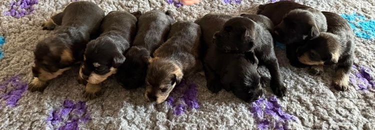 Pameddy Puppies Miniature Schnauzers