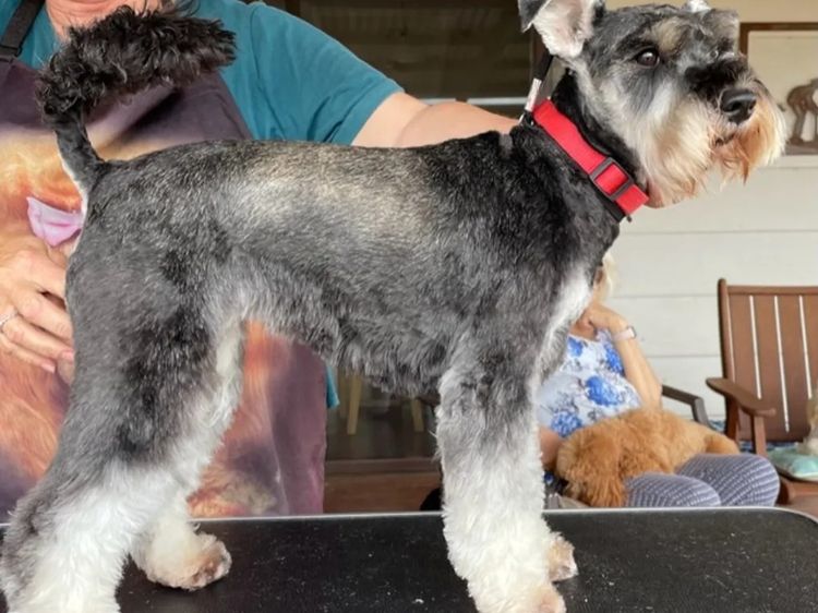 Pameddy Puppies Miniature Schnauzers