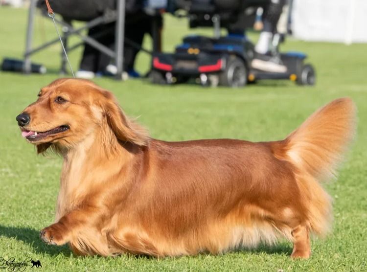 Belcara Dachshunds