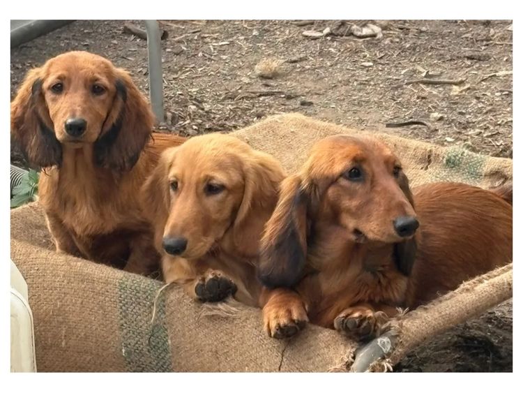 Belcara Dachshunds