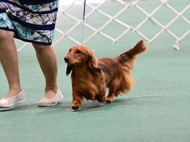 Belcara Dachshunds